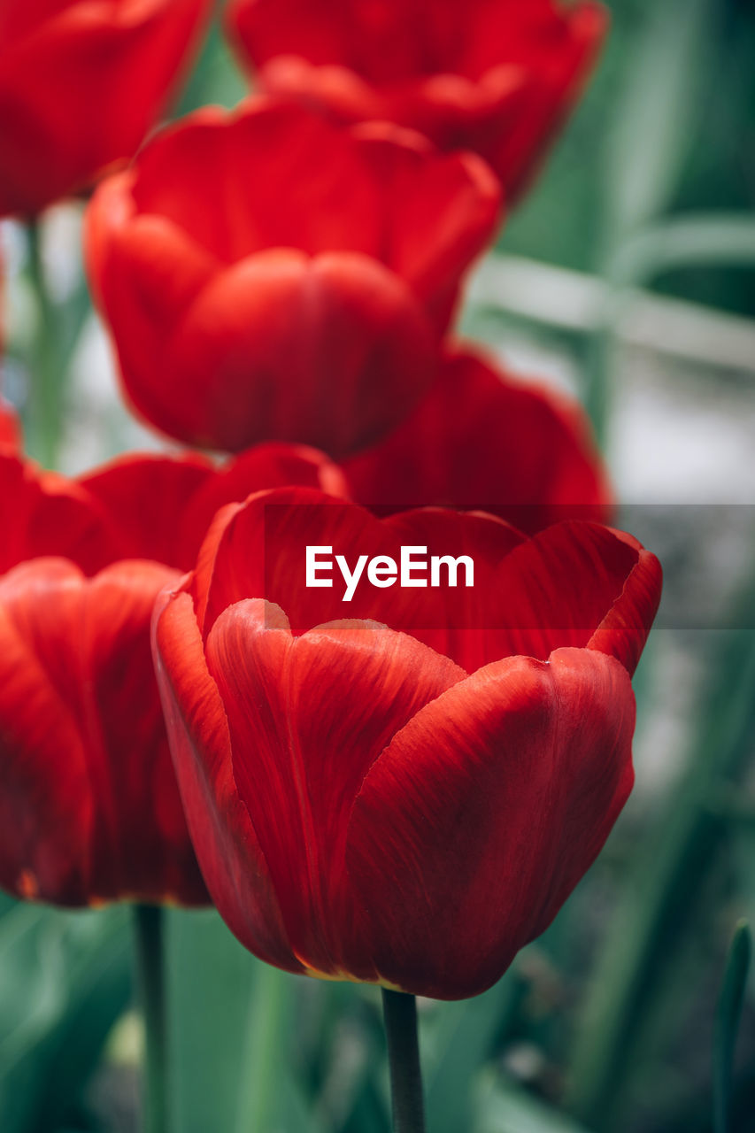 red, flower, plant, flowering plant, freshness, beauty in nature, close-up, tulip, petal, fragility, nature, flower head, inflorescence, growth, focus on foreground, plant stem, no people, leaf, plant part, outdoors, day