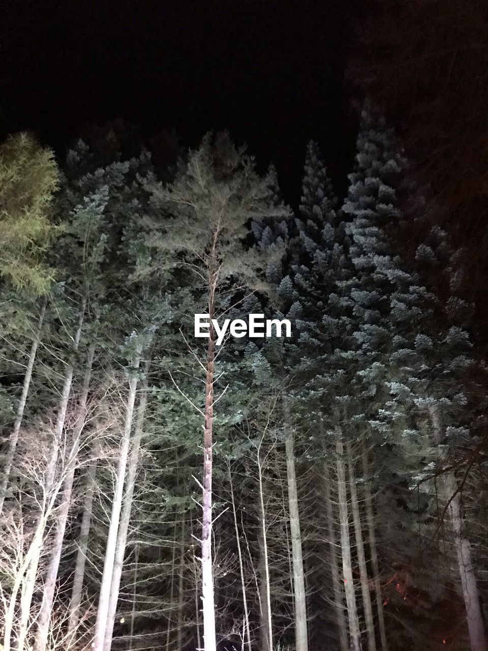 LOW ANGLE VIEW OF PINE TREES IN FOREST AT NIGHT