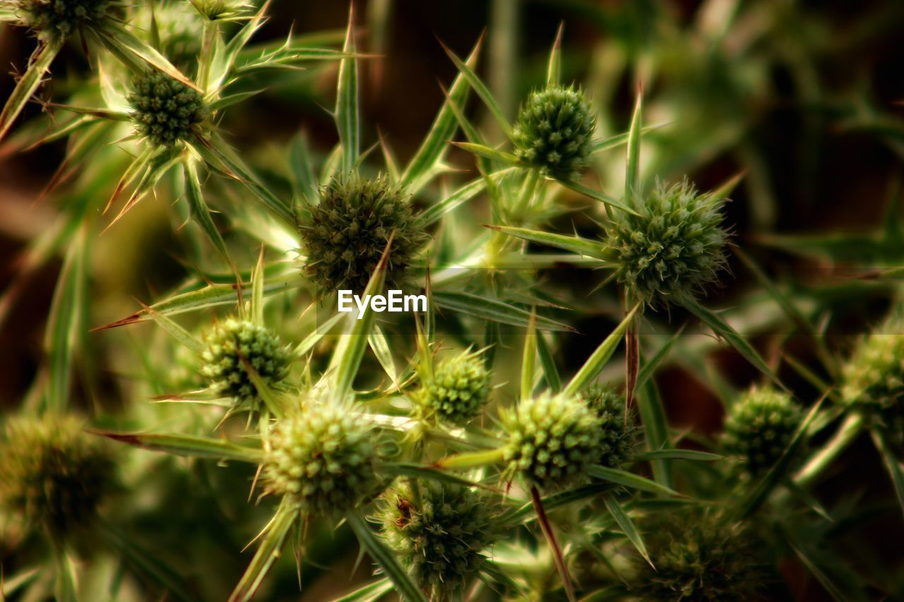 Close-up of white flowering plants