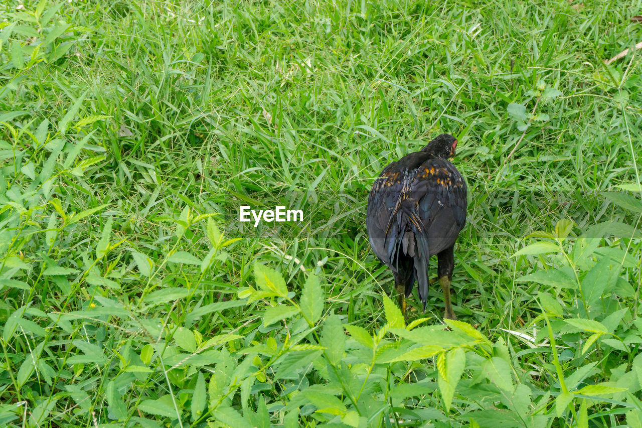 BIRD PERCHING ON GREEN FIELD