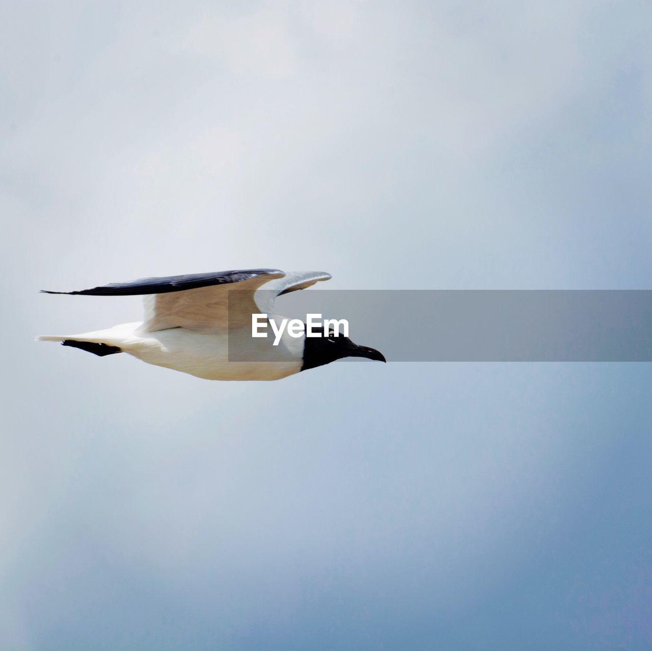 LOW ANGLE VIEW OF BIRD FLYING AGAINST SKY