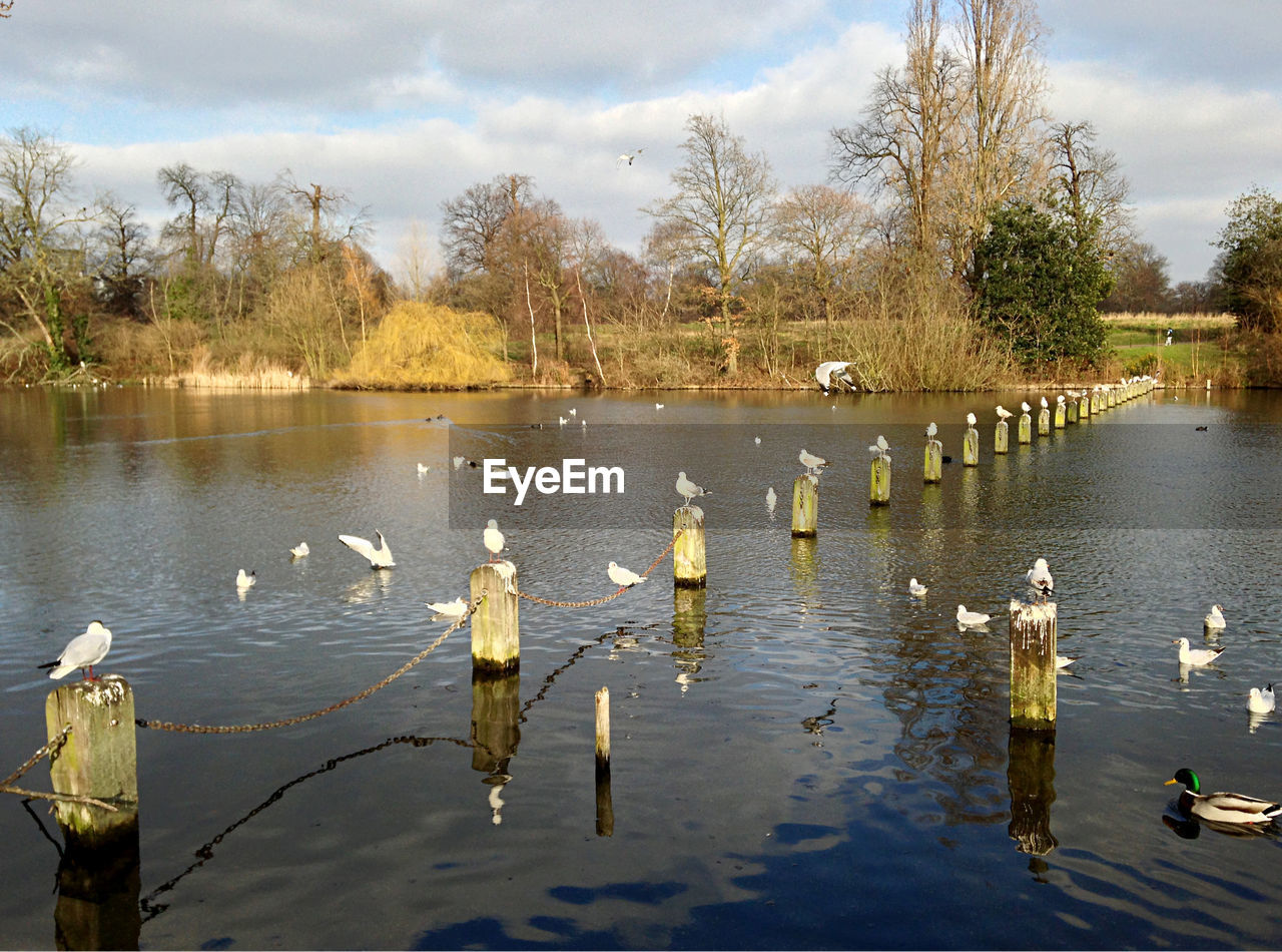 SWANS SWIMMING IN LAKE