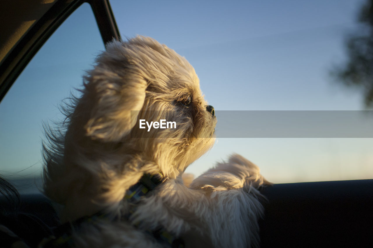 Close-up of dog relaxing in car