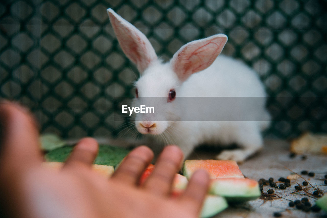 A human showing hand gestures to a white rabbit