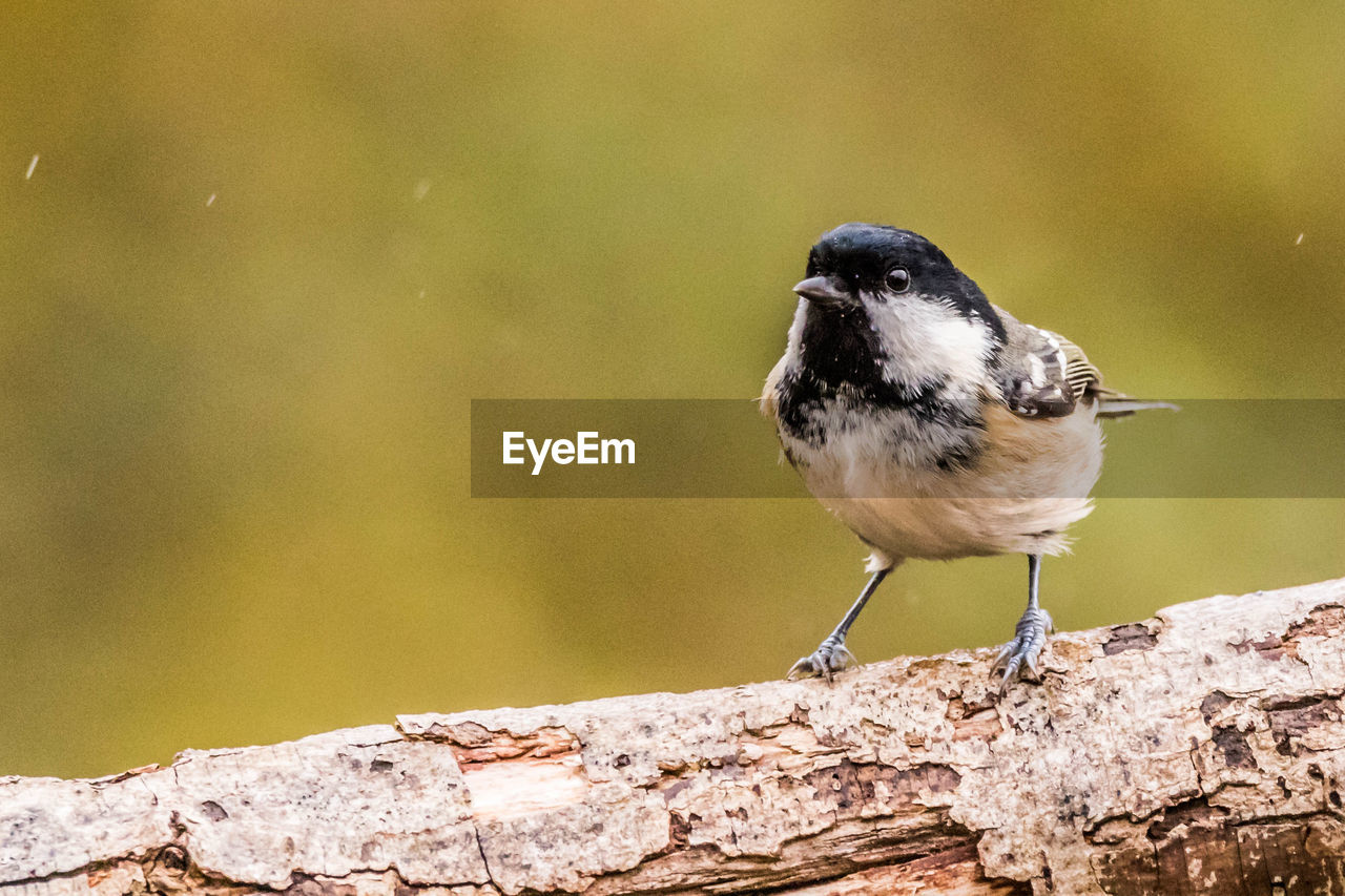 CLOSE-UP OF A BIRD PERCHING ON A WALL