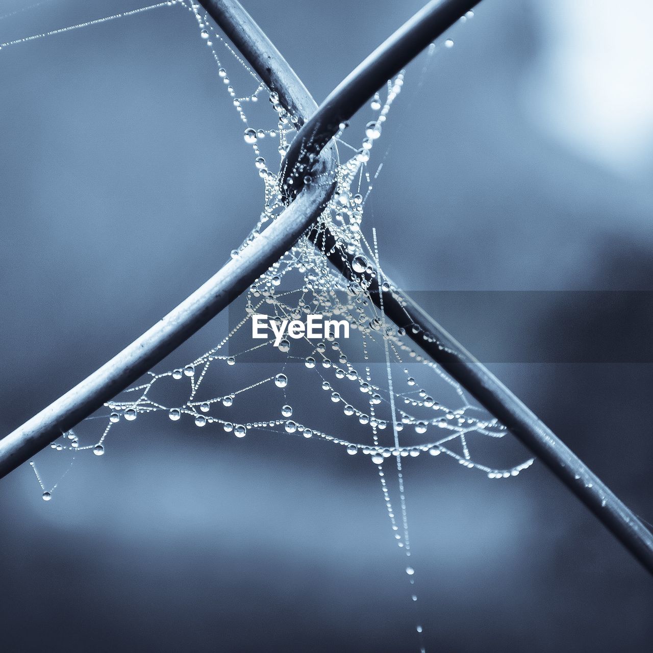 Close-up of wet spider web during winter