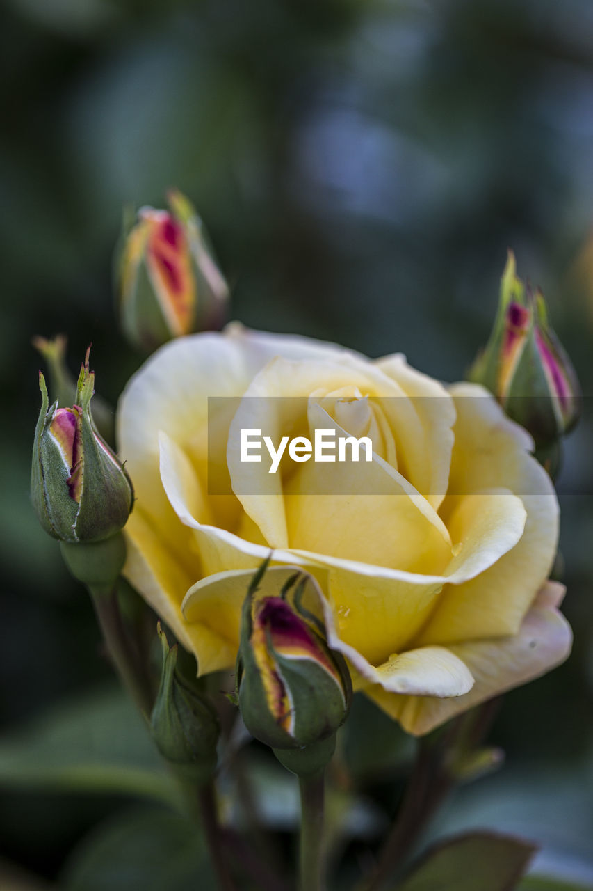 Close-up of rose bouquet