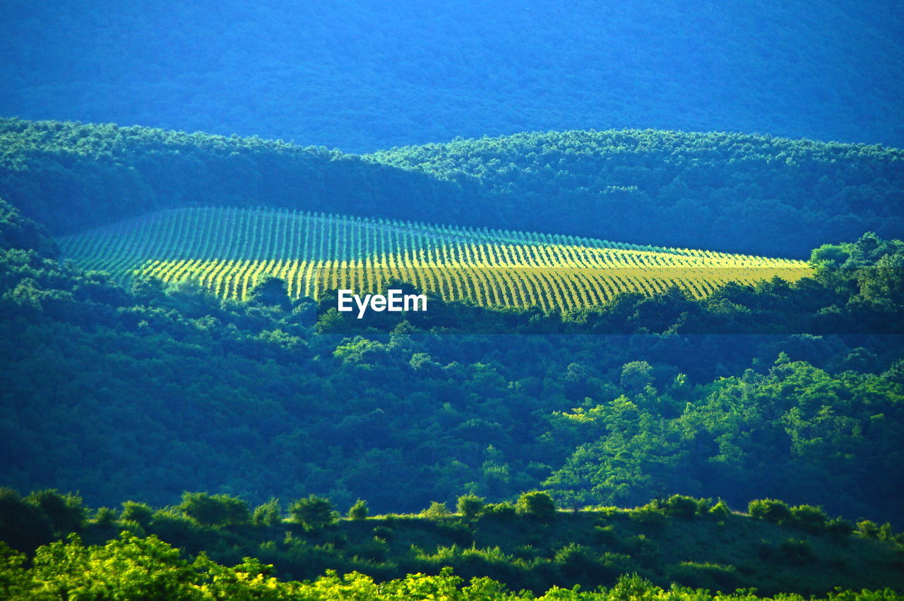 SCENIC VIEW OF FARM