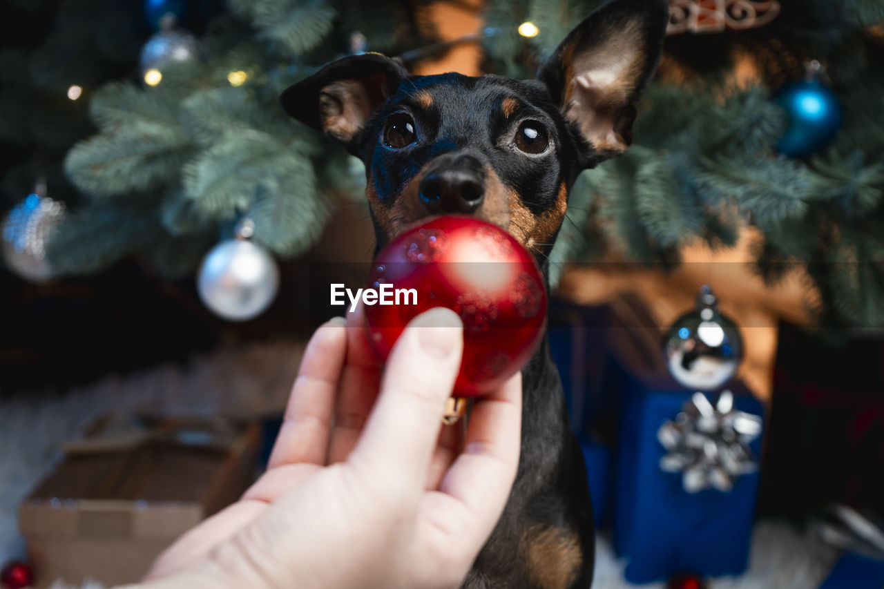 christmas tree, christmas, mammal, animal, dog, celebration, hand, christmas decoration, animal themes, one animal, canine, holiday, pet, tree, decoration, domestic animals, holding, christmas ornament, one person, focus on foreground, christmas lights, indoors, plant, close-up, carnivore, portrait, deer, lap dog, tradition, selective focus