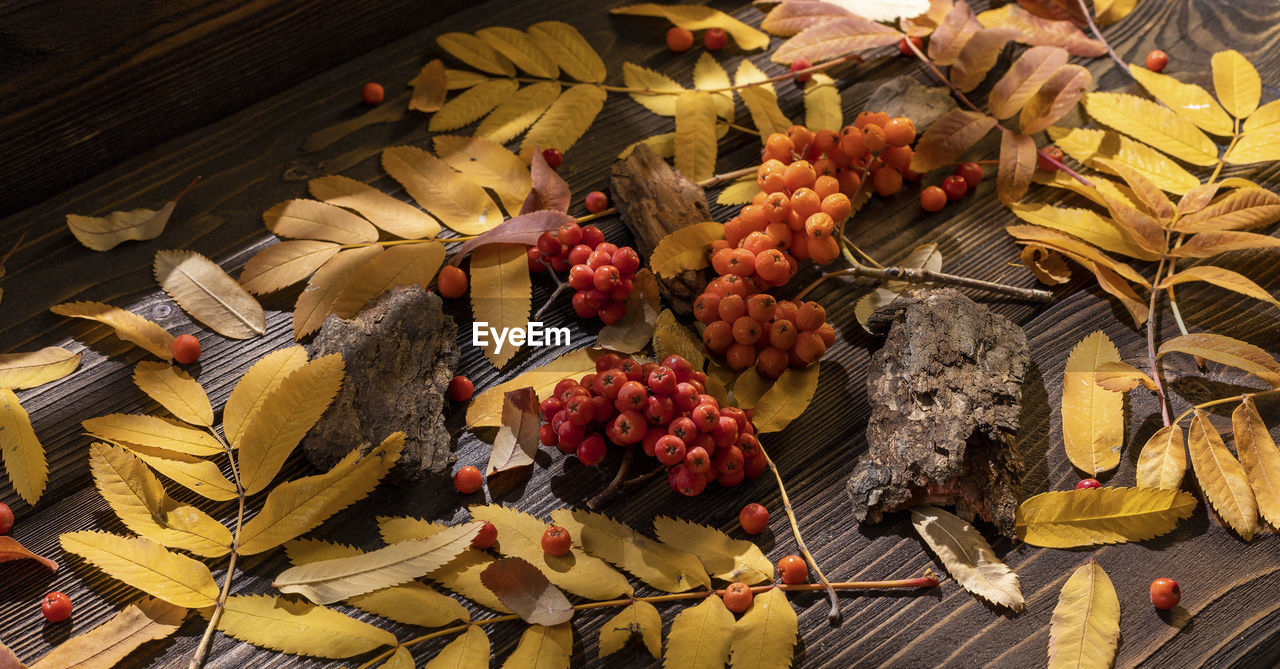 Berries and yellow leaves of mountain ash on ancient wooden boards. autumn background.
