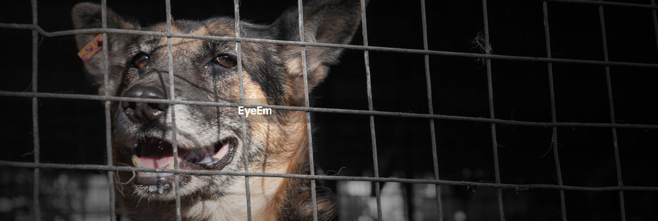 Dog in animal shelter waiting for adoption. dog behind the fences. dog in animal shelter cage.