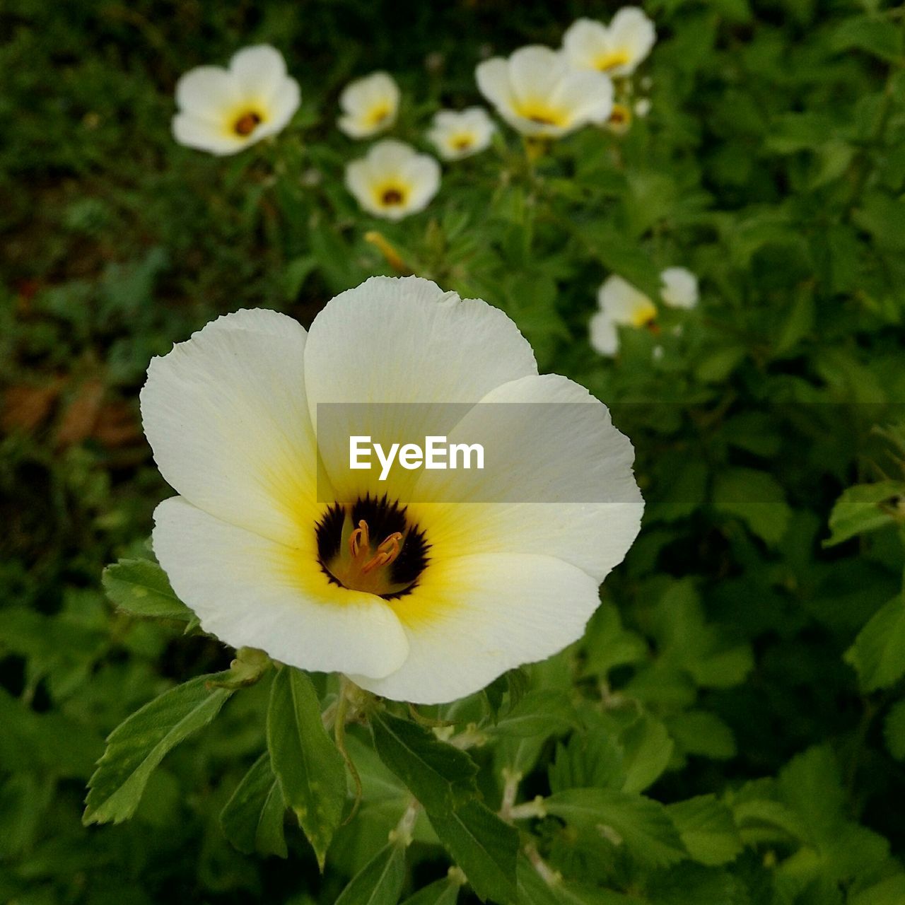 Close-up of white flower blooming outdoors