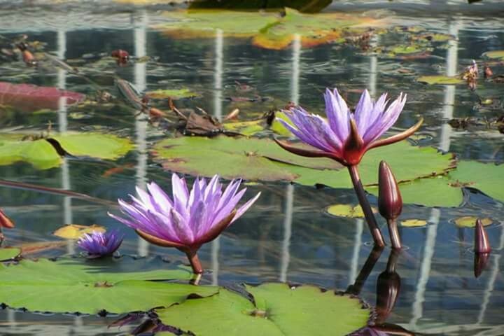 LOTUS FLOWERS FLOATING ON POND