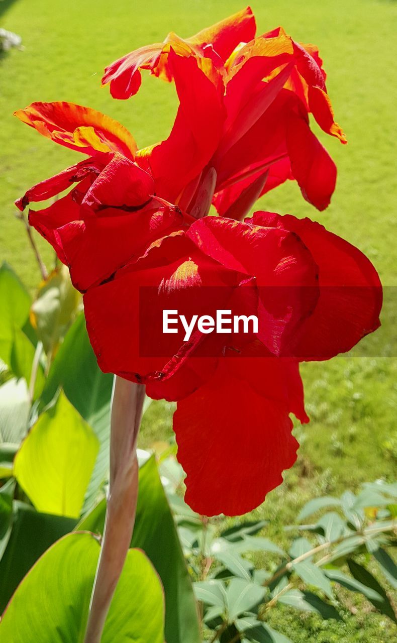 CLOSE-UP OF RED FLOWER