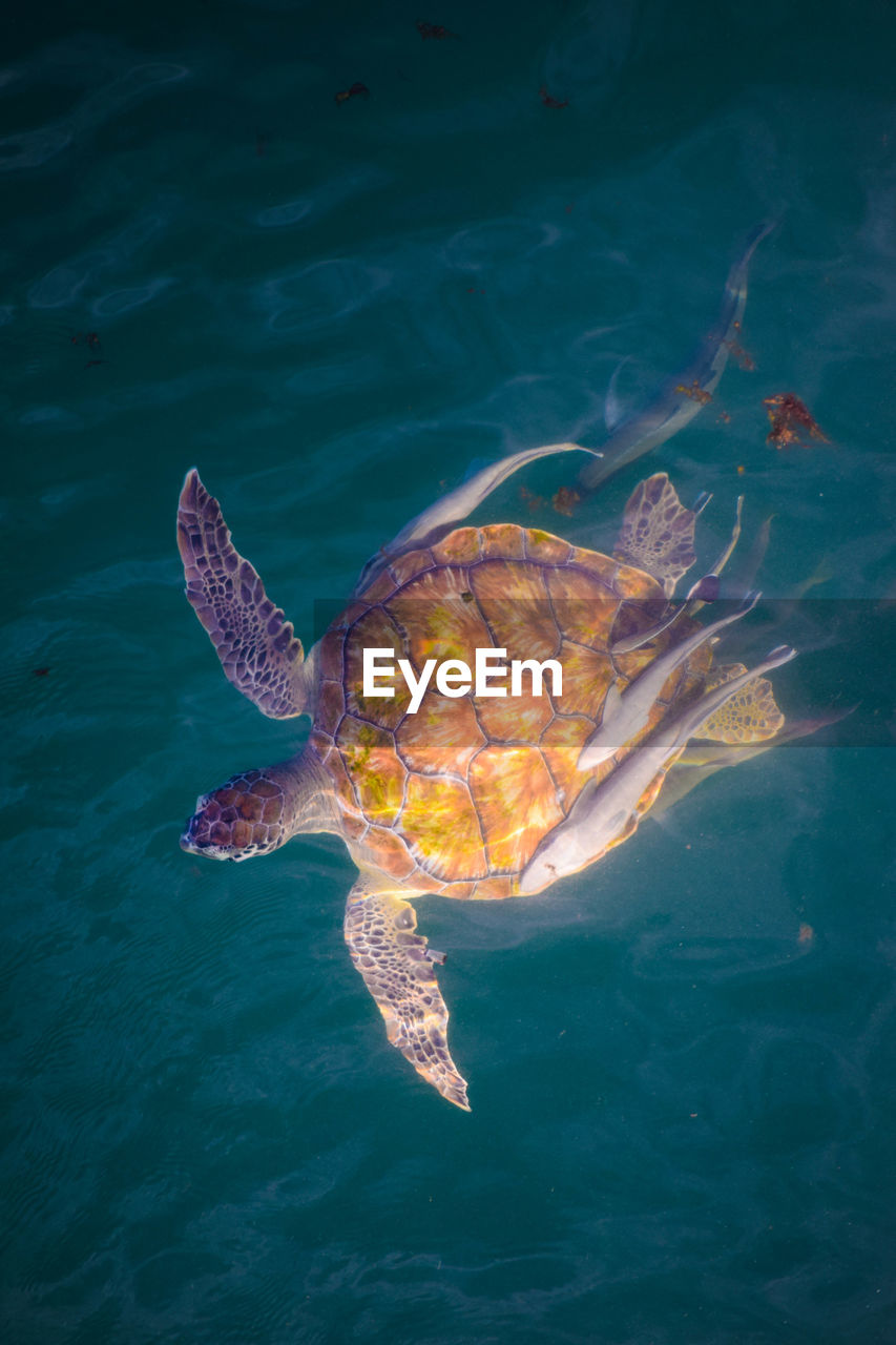 Directly above shot of turtle with fish swimming in sea
