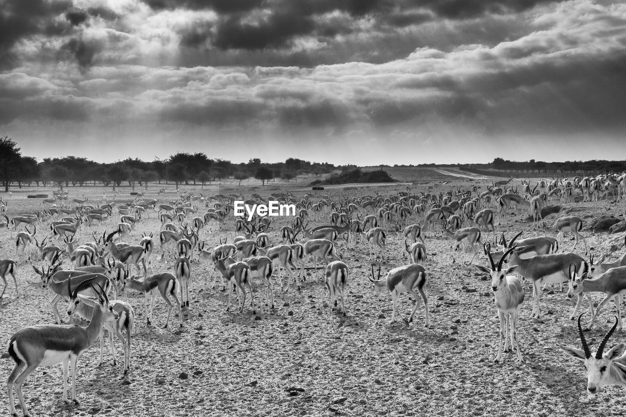 Wild animals on field against cloudy sky