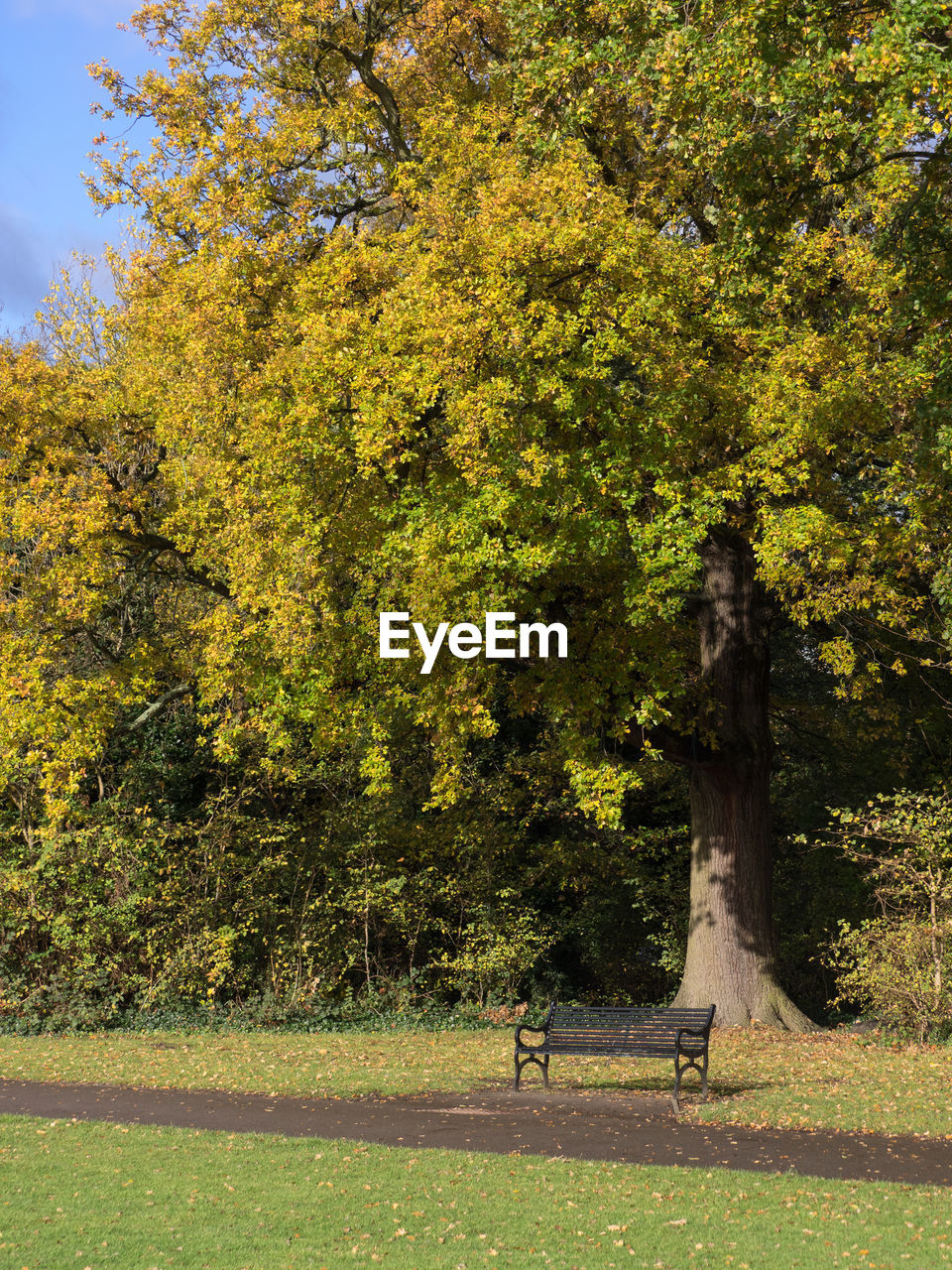 TREES IN PARK