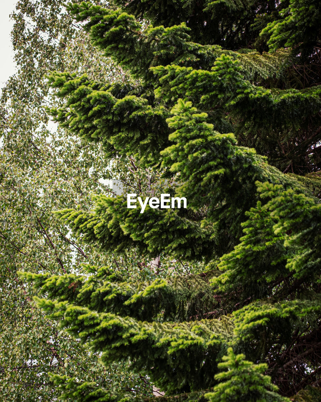 High angle view of plants