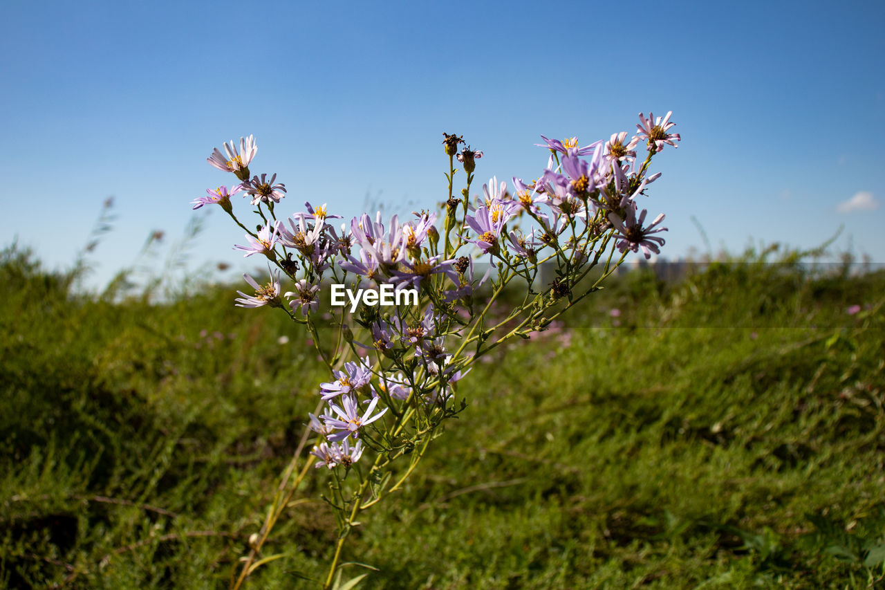 Close-up of purple flowers on field