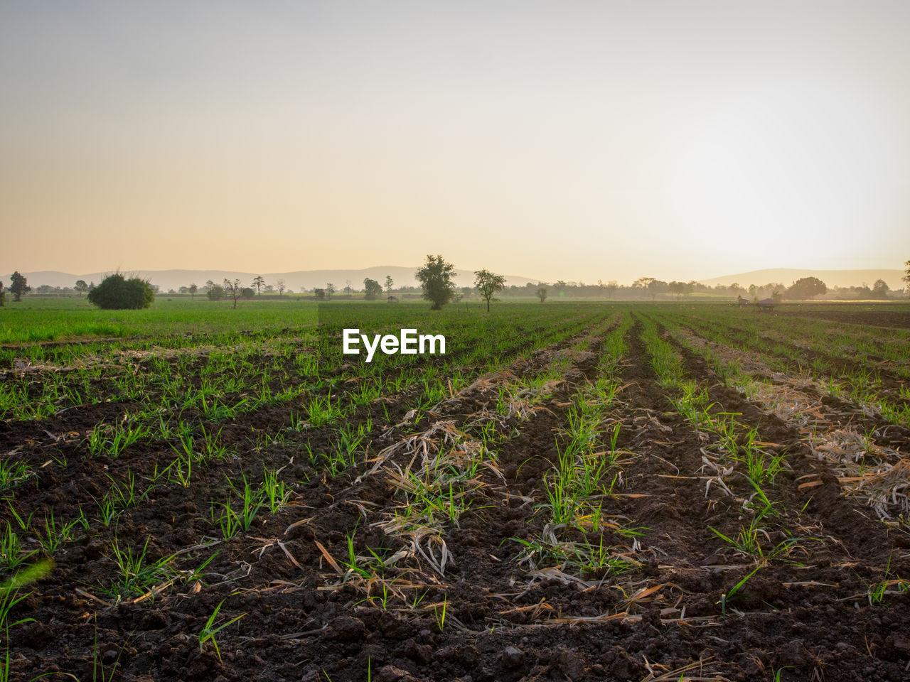 Scenic view of agricultural field against sky