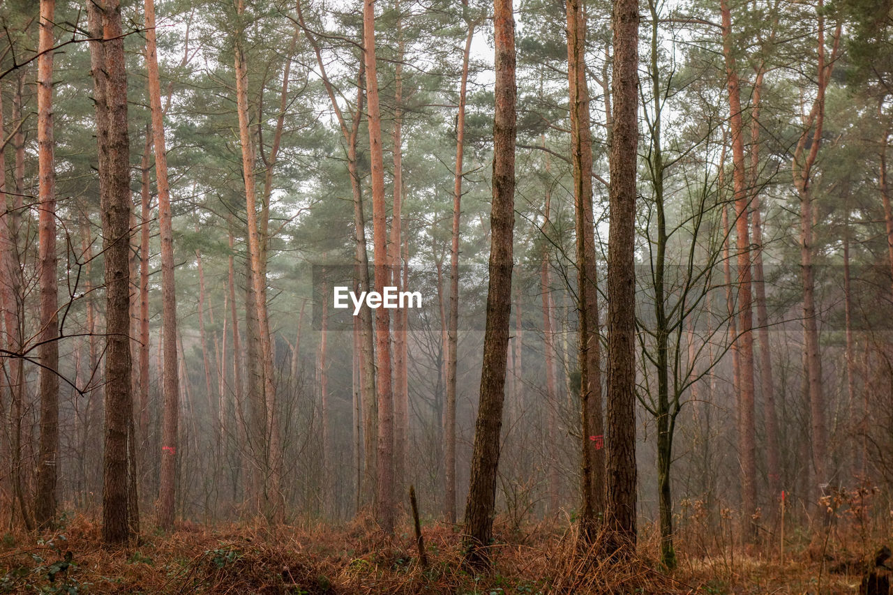 PANORAMIC VIEW OF FOREST