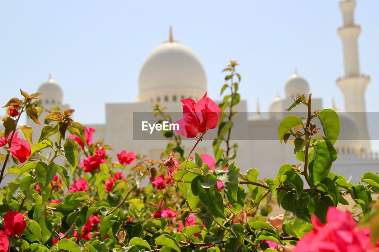 Low angle view of pink flowering plants against building