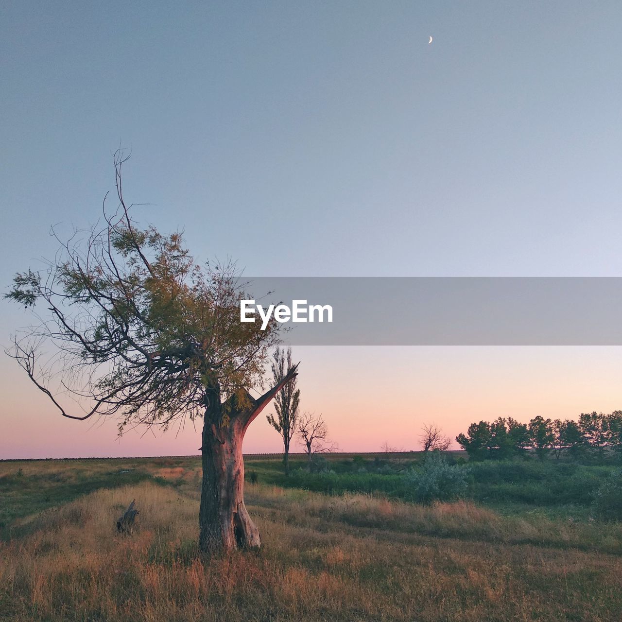 Tree on field against clear sky