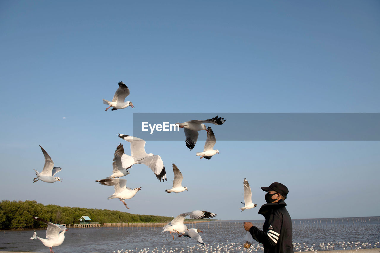 bird, animal, animal themes, animal wildlife, wildlife, group of animals, flying, sky, large group of animals, nature, flock of birds, water, clear sky, day, full length, blue, land, one person, copy space, beach, adult, outdoors, sea, sunny, motion, side view, seabird, women, seagull