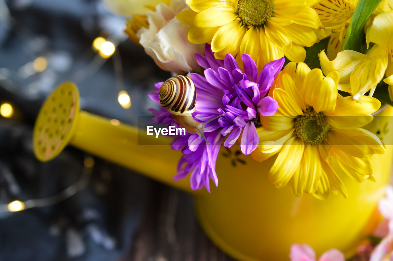 yellow, flower, flowering plant, plant, freshness, beauty in nature, bouquet, macro photography, nature, flower head, close-up, fragility, inflorescence, petal, floristry, no people, multi colored, decoration, blossom, purple, selective focus, focus on foreground, outdoors, springtime, vibrant color, floral design, flower arrangement