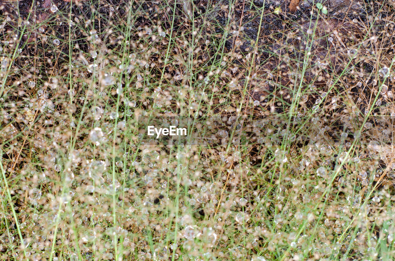 FULL FRAME SHOT OF GRASS IN FIELD