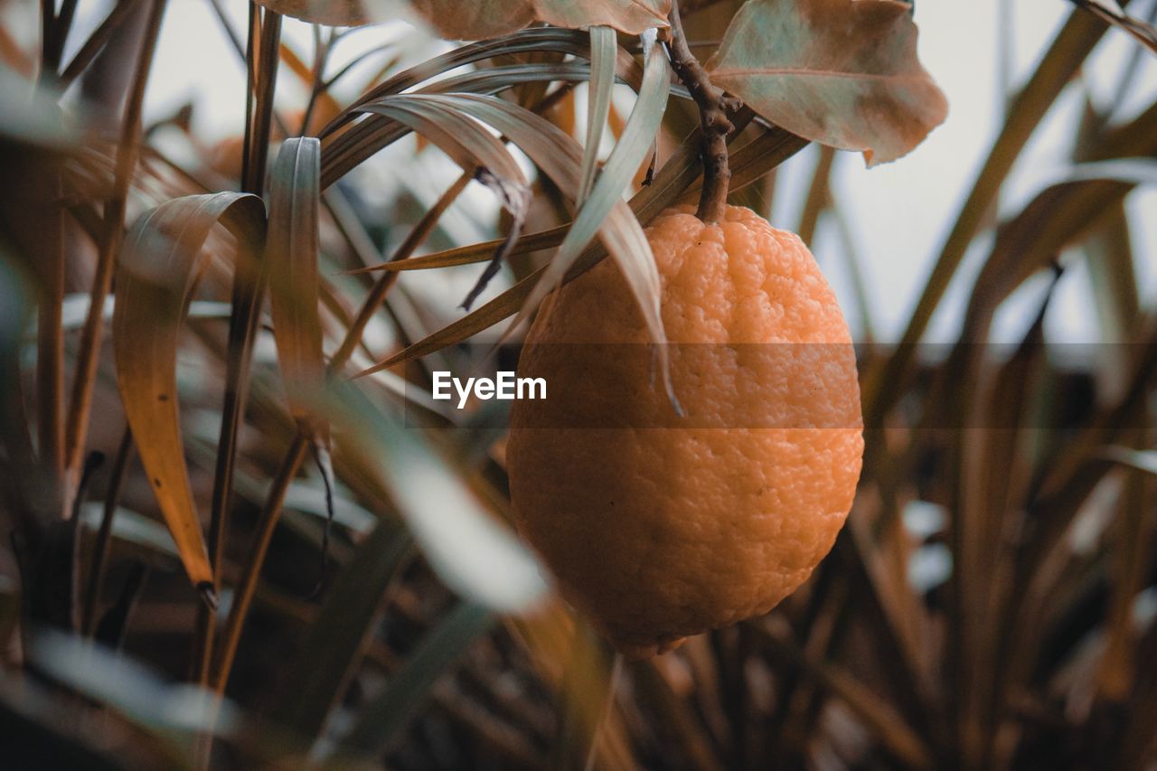 Close-up of fruit growing on tree