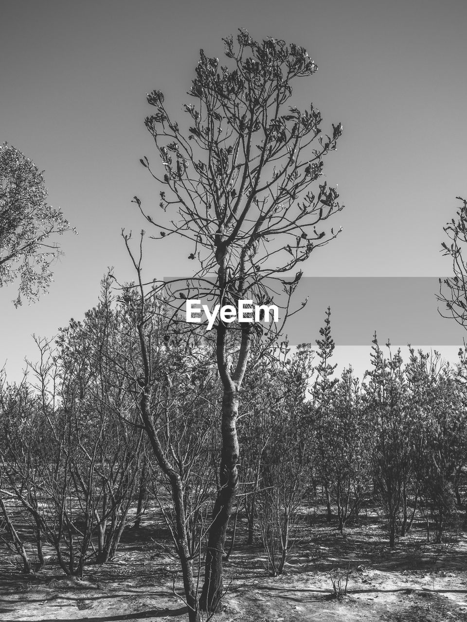 BARE TREES AGAINST CLEAR SKY