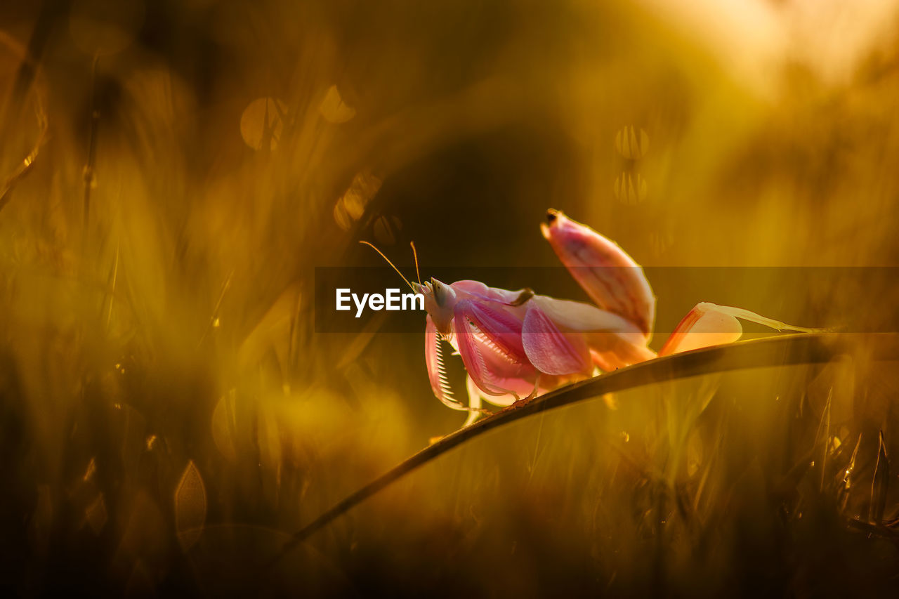 Orchid mantis relaxing on grass blade