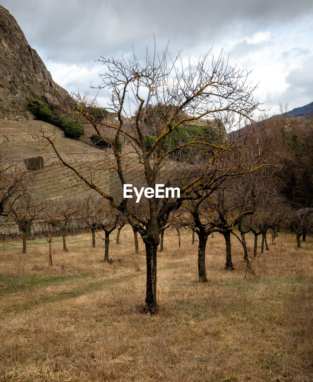 VIEW OF BARE TREES ON FIELD AGAINST SKY