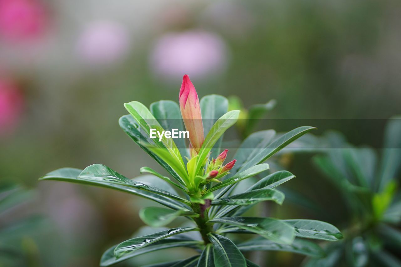 CLOSE-UP OF FLOWER BUDS GROWING ON PLANT