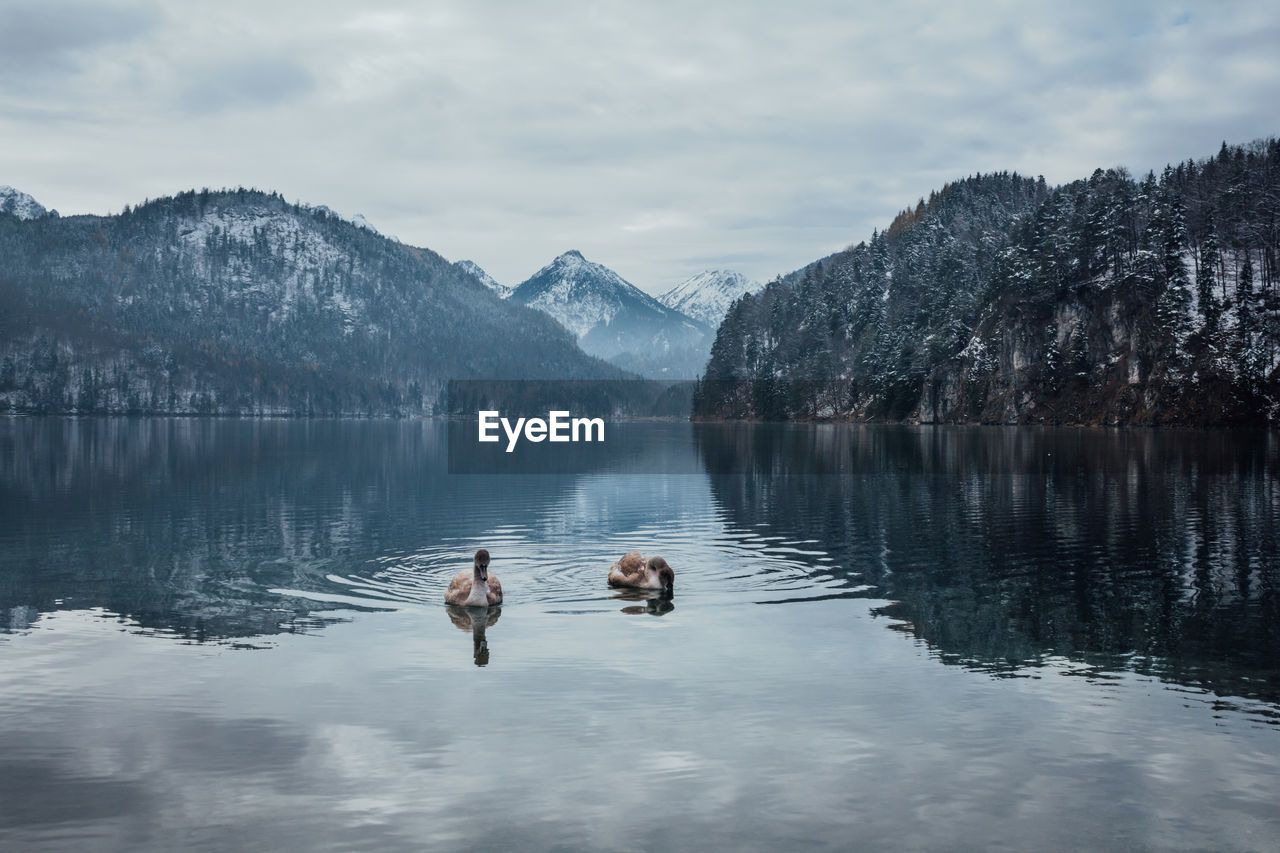 Swans on the lake named alpsee near schwangau in bavaria with views of the alps in the winter