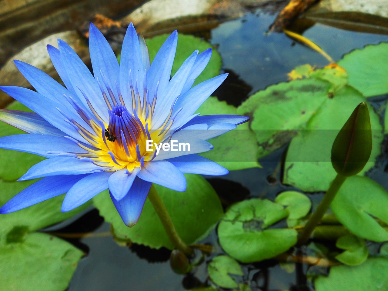 Close-up of lotus water lily in pond