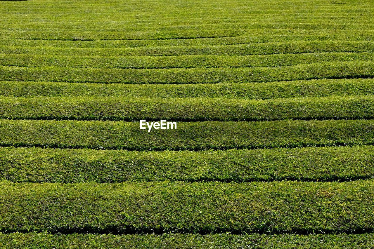Tee plantation