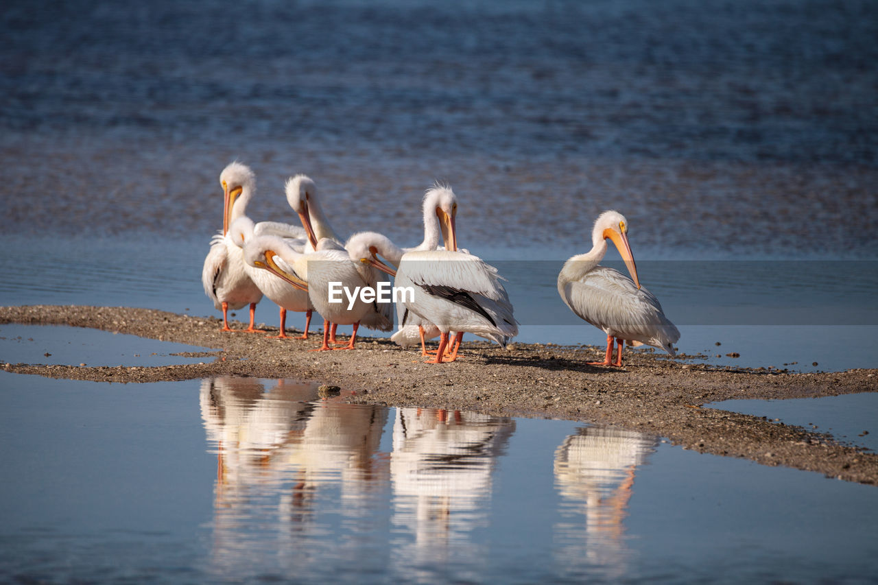 VIEW OF BIRDS IN WATER