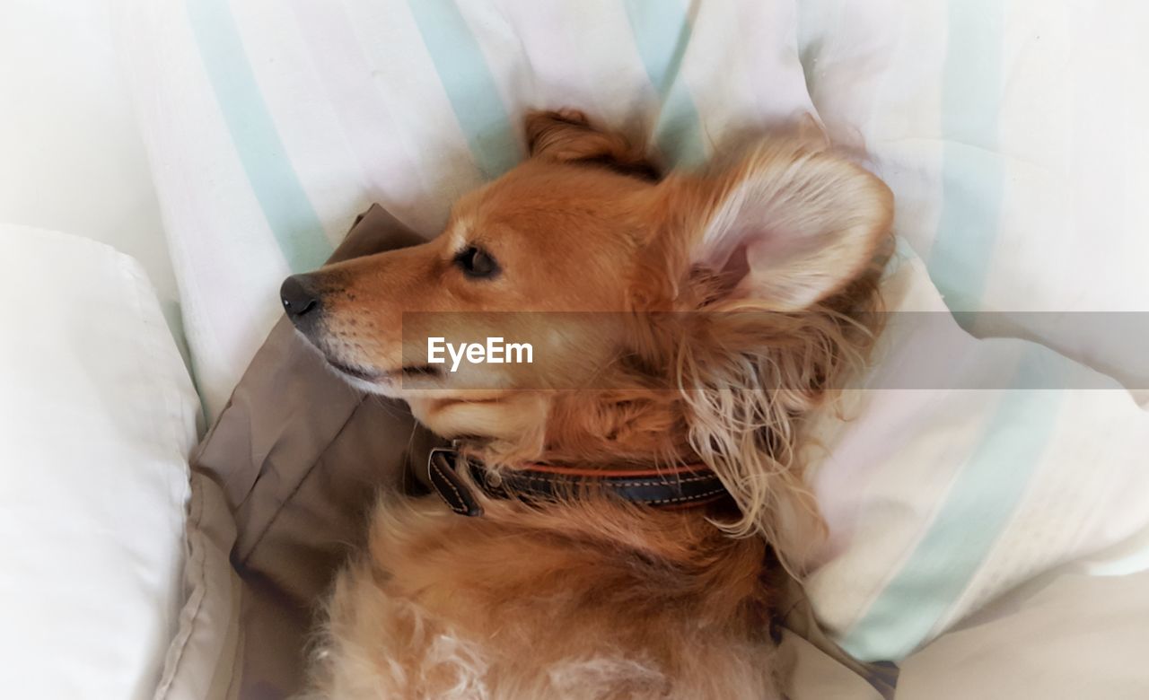 CLOSE-UP OF DOG ON BED AT HOME