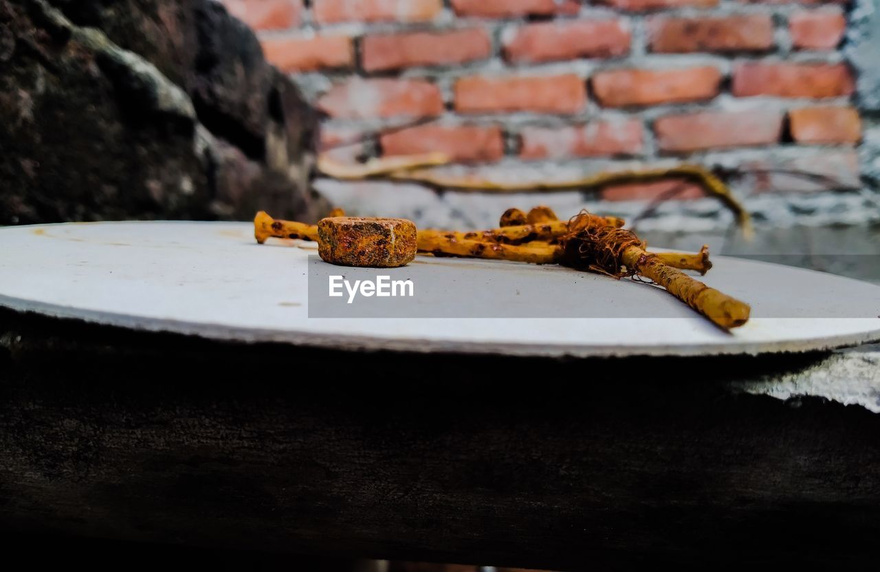 Close-up of a lizard on the wall