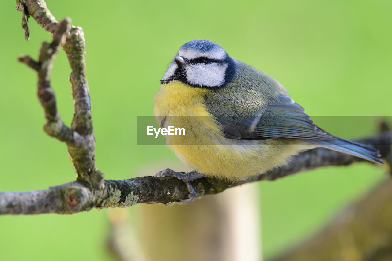 Portrait of a bluetit perched on a branch 