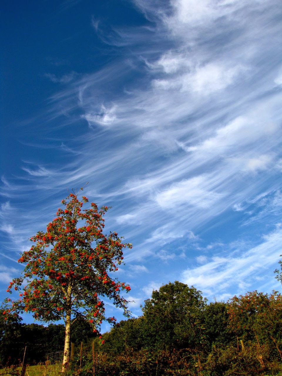 Trees growing on field against sky