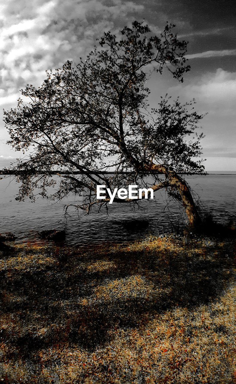 Bare trees against cloudy sky