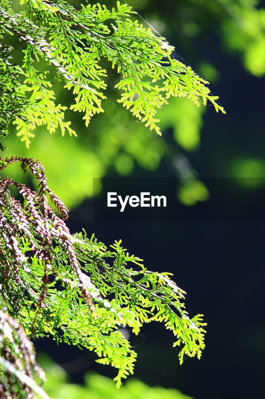 CLOSE-UP OF LICHEN GROWING ON TREE