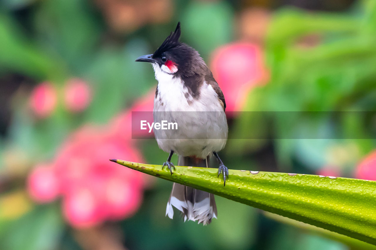 Close-up of bird perching on plant