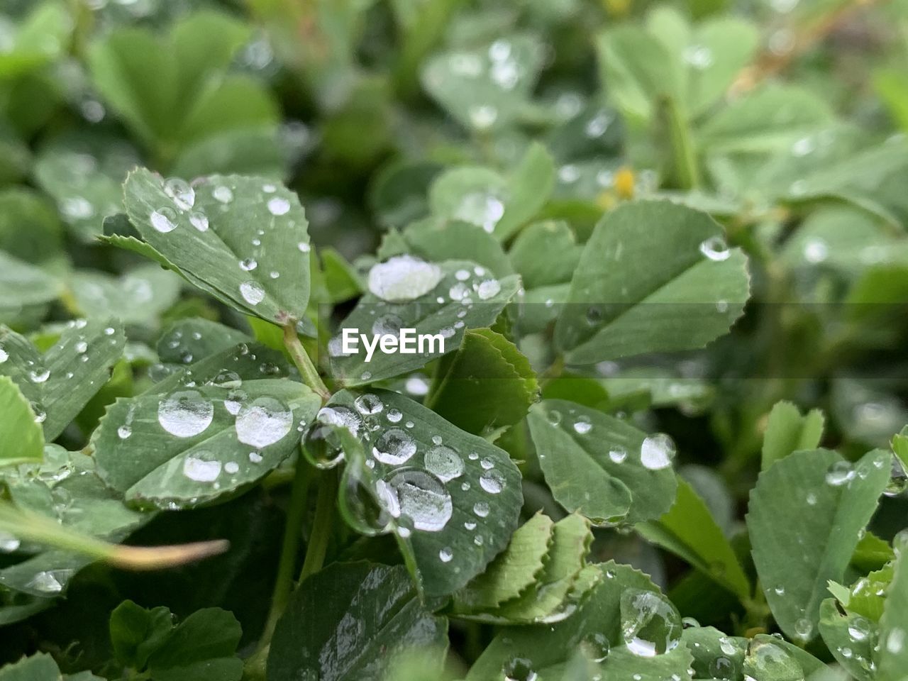 RAINDROPS ON LEAVES