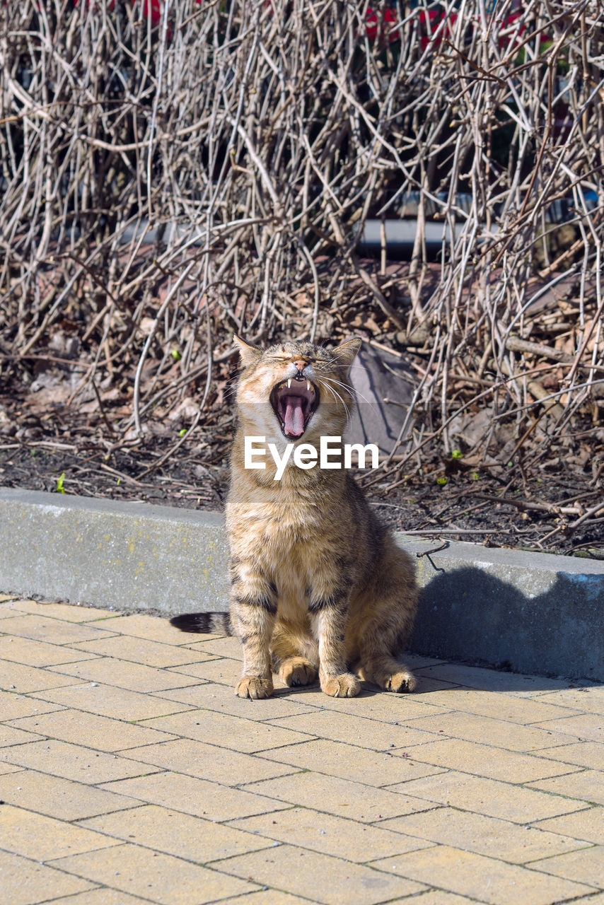 animal, animal themes, mammal, one animal, pet, domestic animals, cat, no people, mouth open, day, feline, nature, sunlight, dog, facial expression, sitting, canine, sticking out tongue, outdoors, domestic cat
