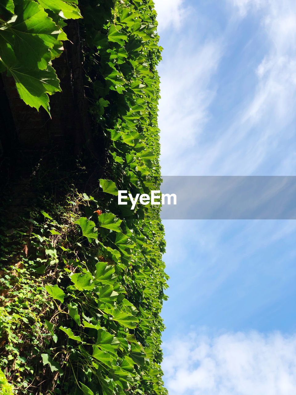 LOW ANGLE VIEW OF PLANTS GROWING ON FIELD AGAINST SKY