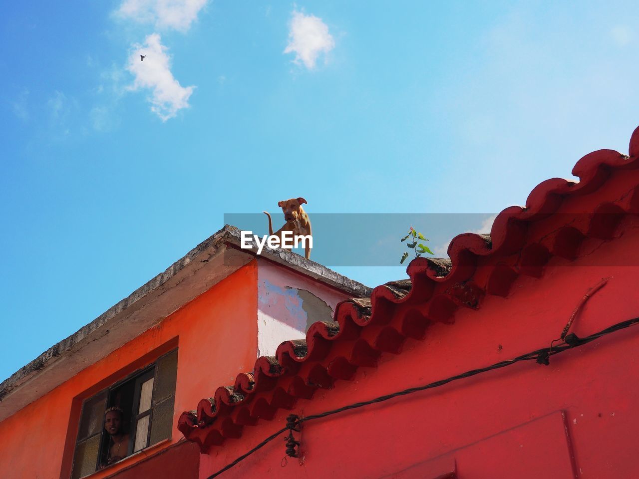 LOW ANGLE VIEW OF BIRDS ON ROOF AGAINST BUILDING